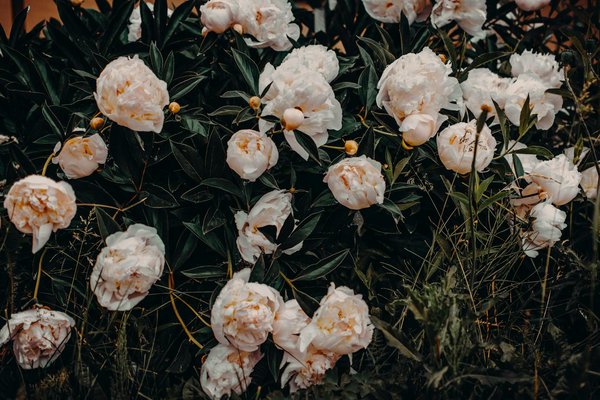 Les meilleures marques de machines à laver : Un comparatif